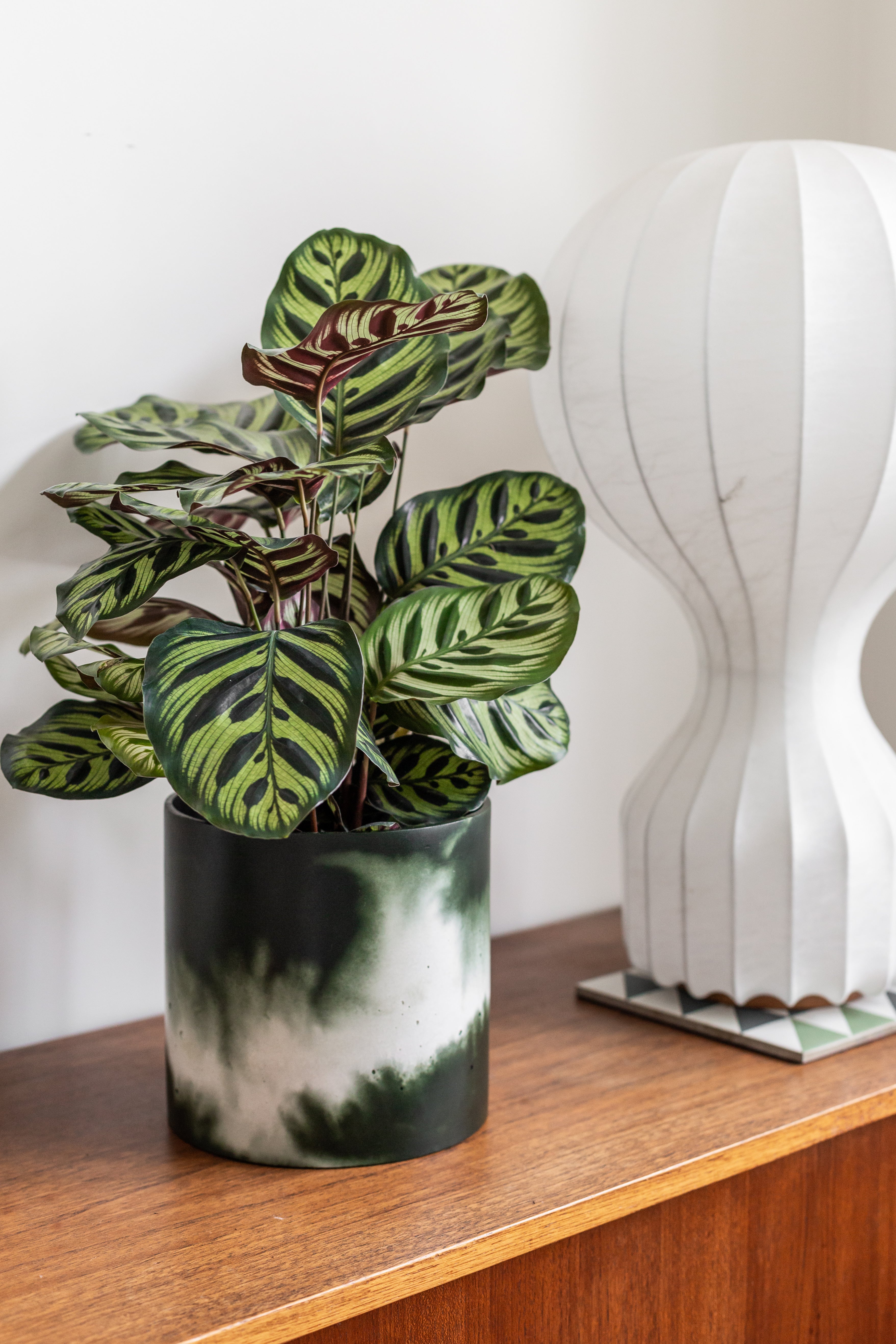 off white plant pot Muddy Green and Off-White Plant Pot