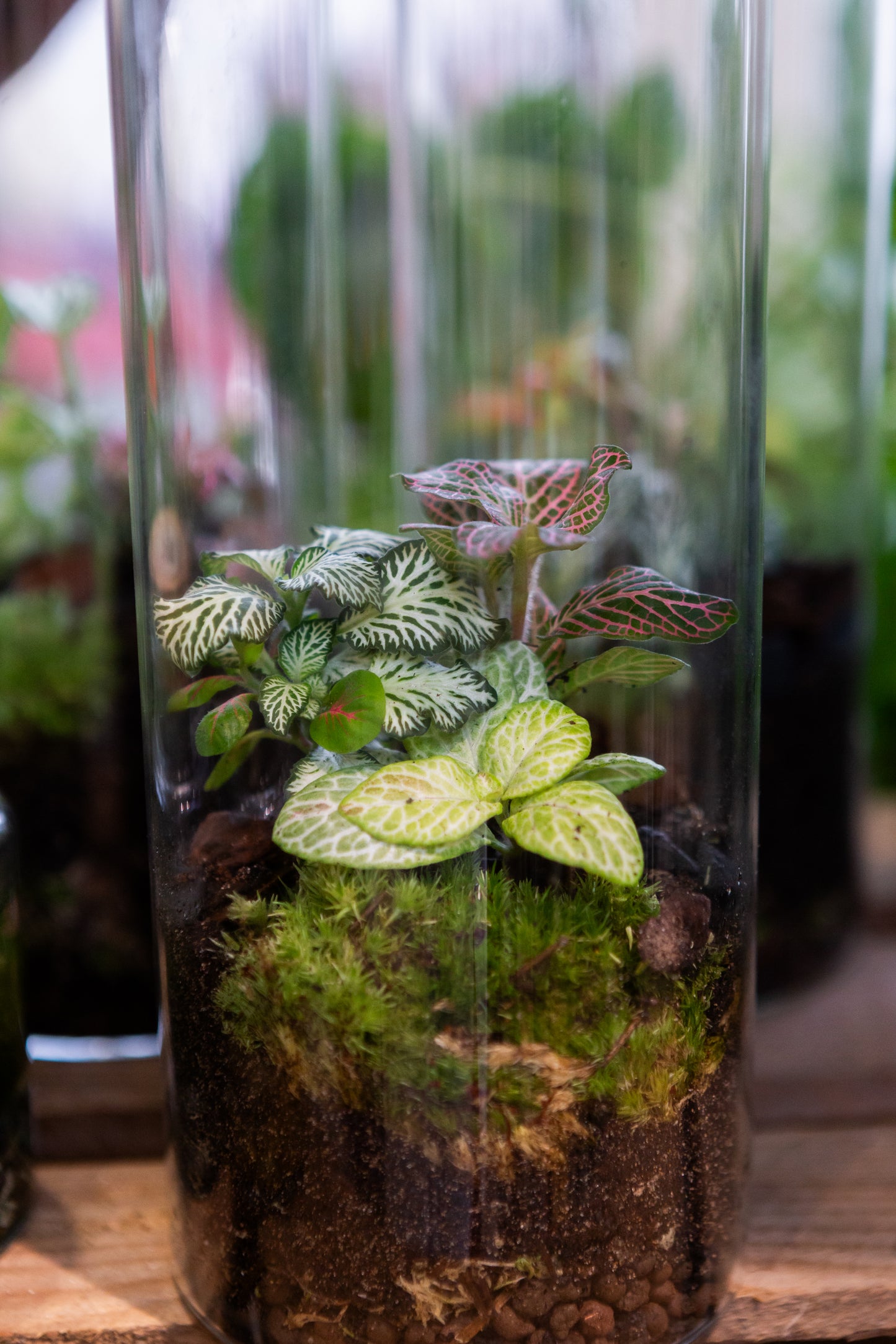 Kid's Summer Holiday Terrarium Workshop Ticket Age 10-13 | Slim Jar