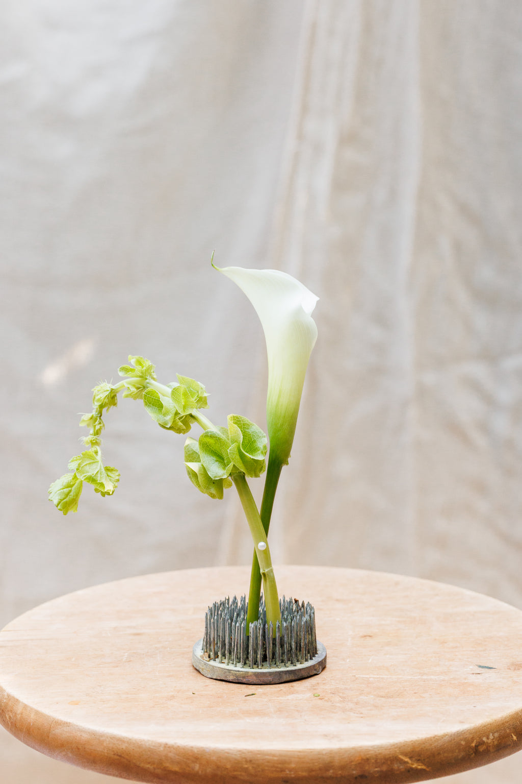 The Verde Boutonnière
