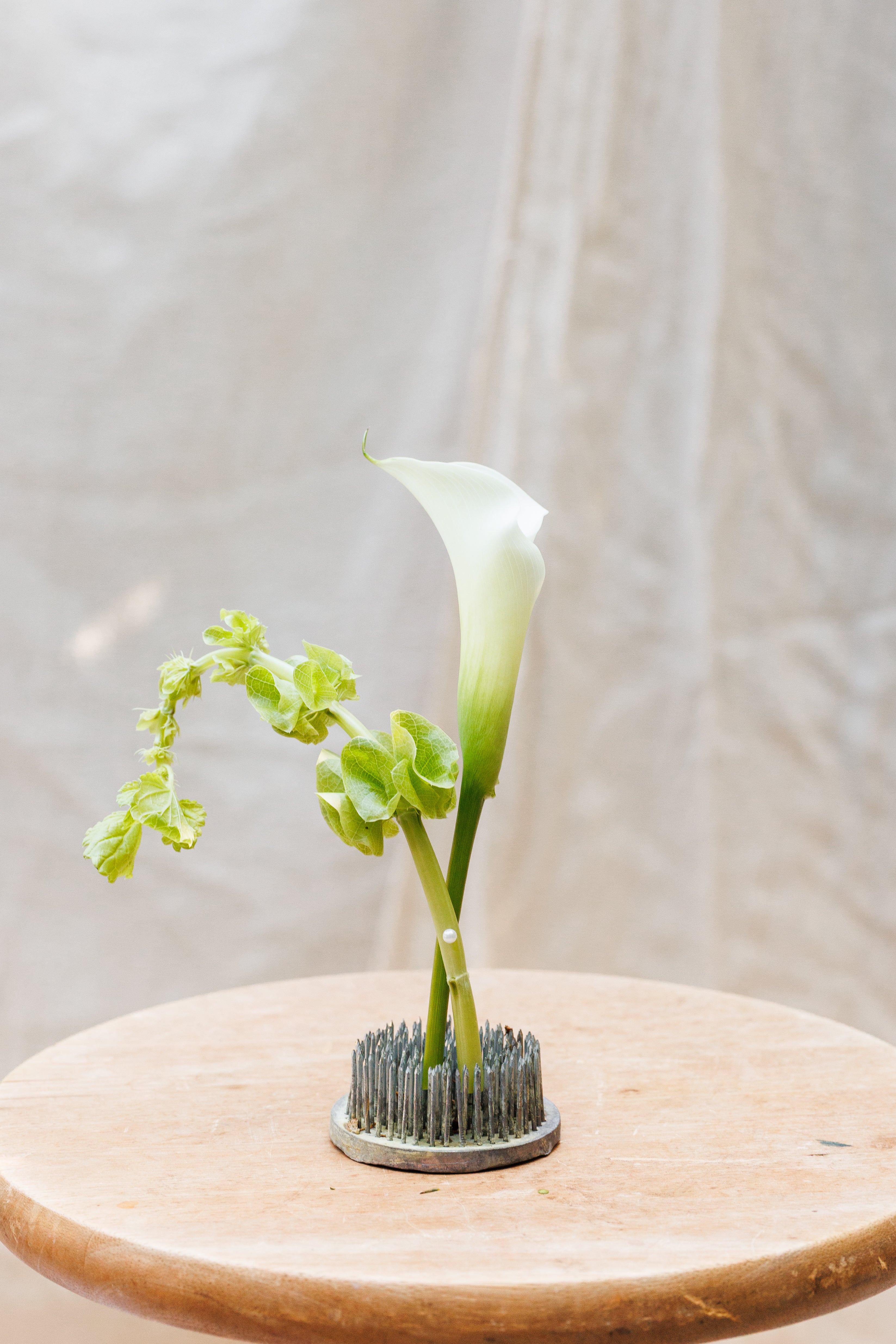 The Verde Boutonnière