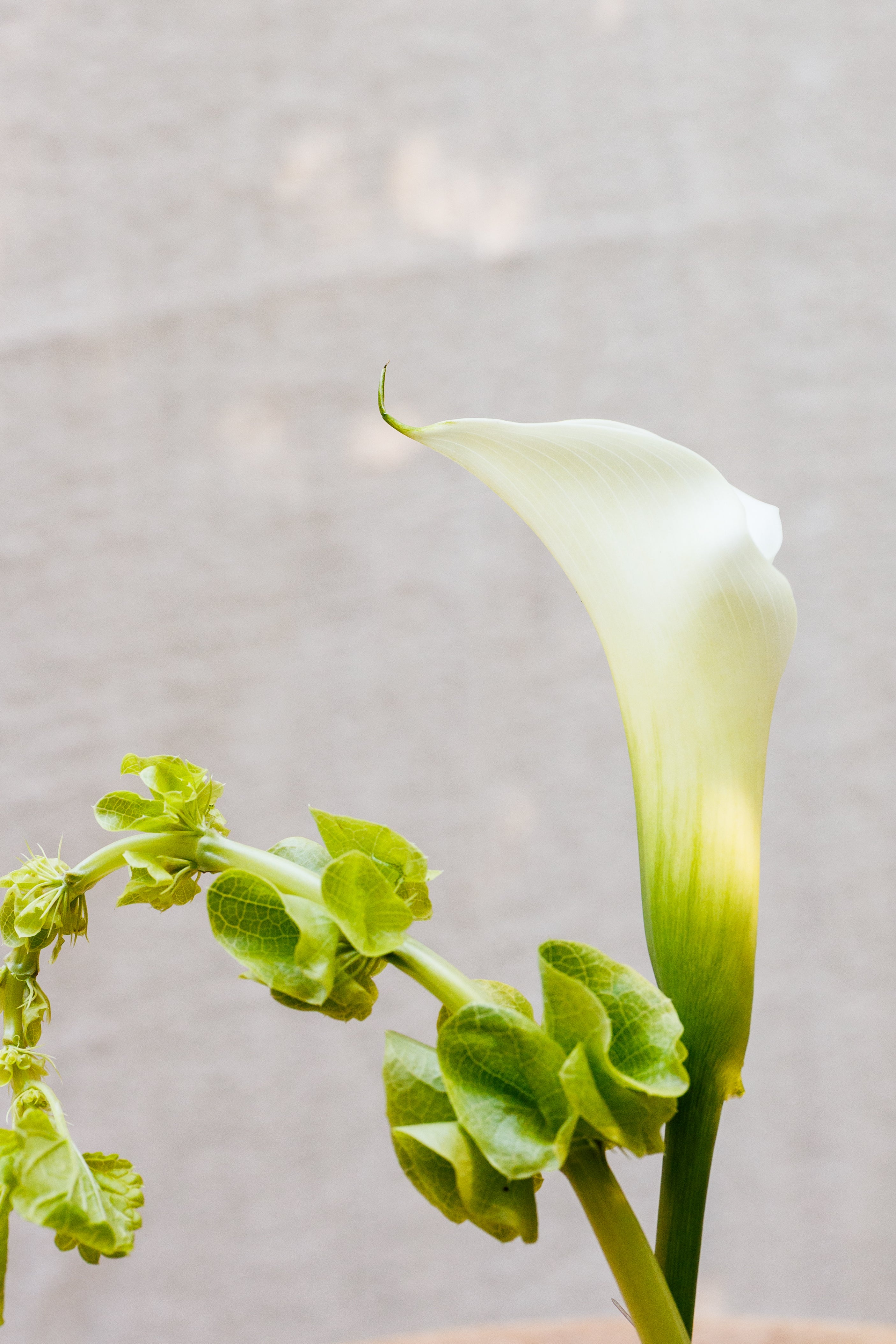 The Verde Boutonnière