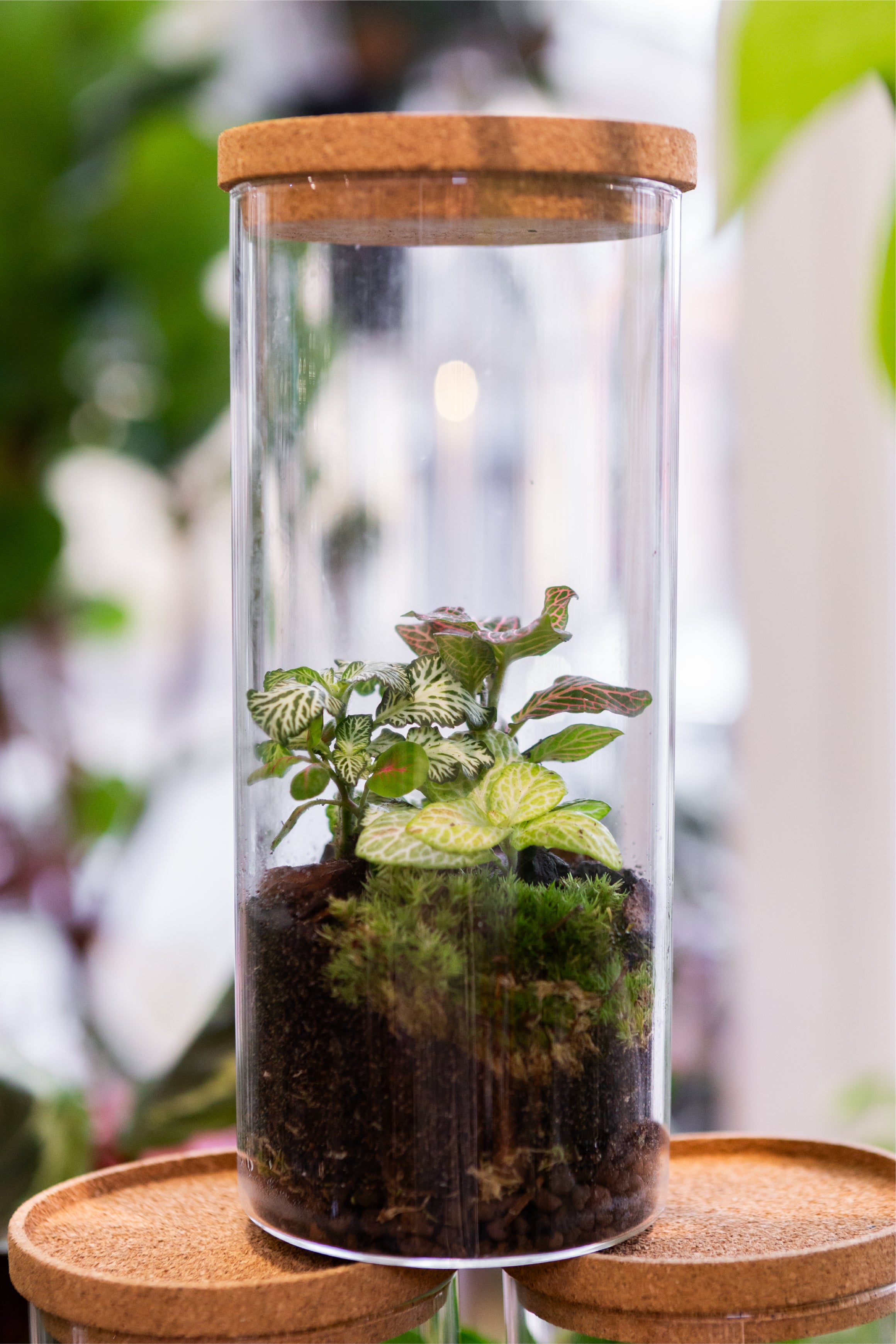 Kid's Summer Holiday Terrarium Workshop Ticket Age 10-13 | Slim Jar