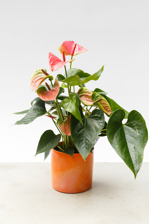 Pot Peach + Bold Orange