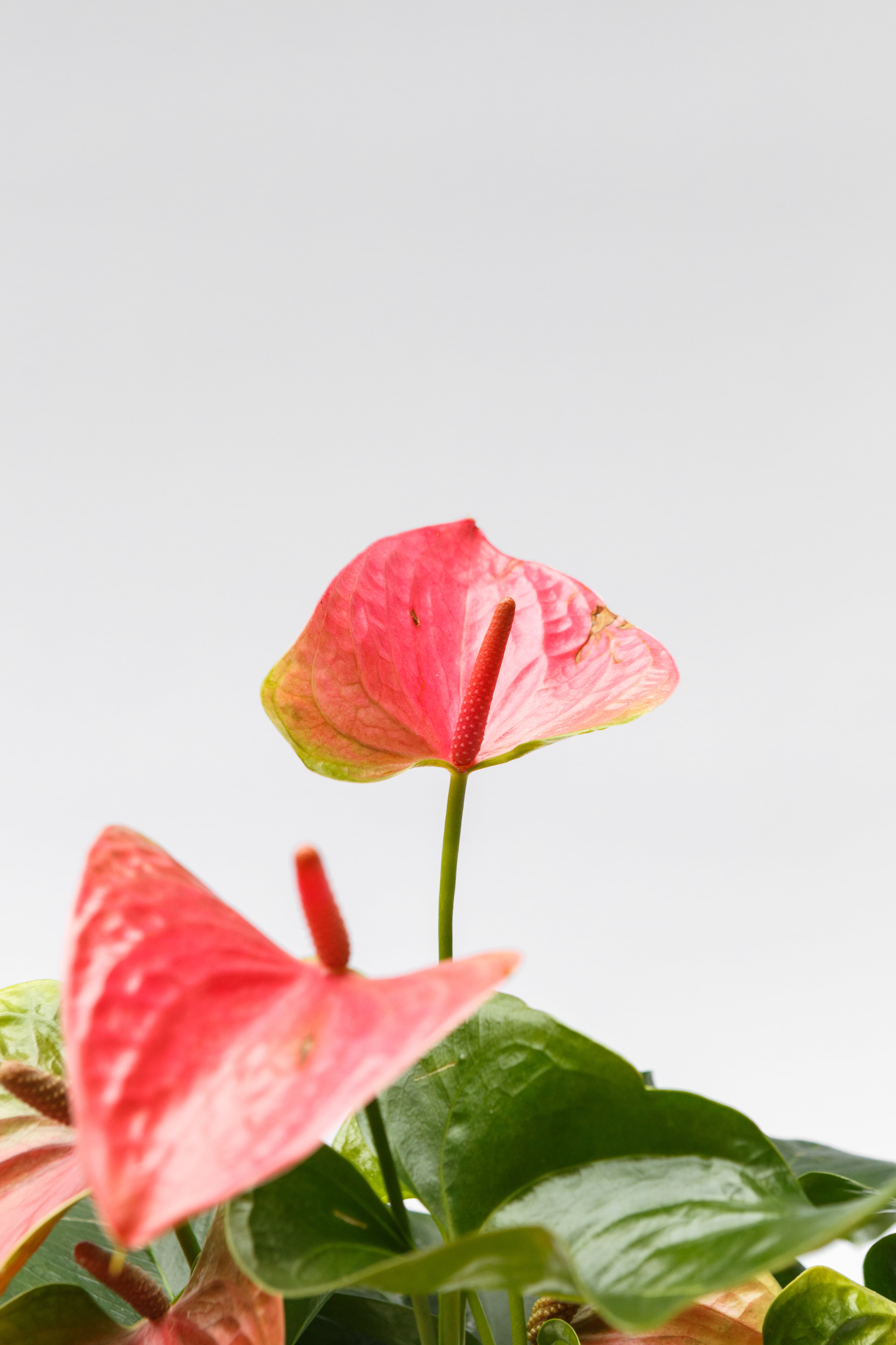 Anthurium Flamingo Flower with hand-cast pot