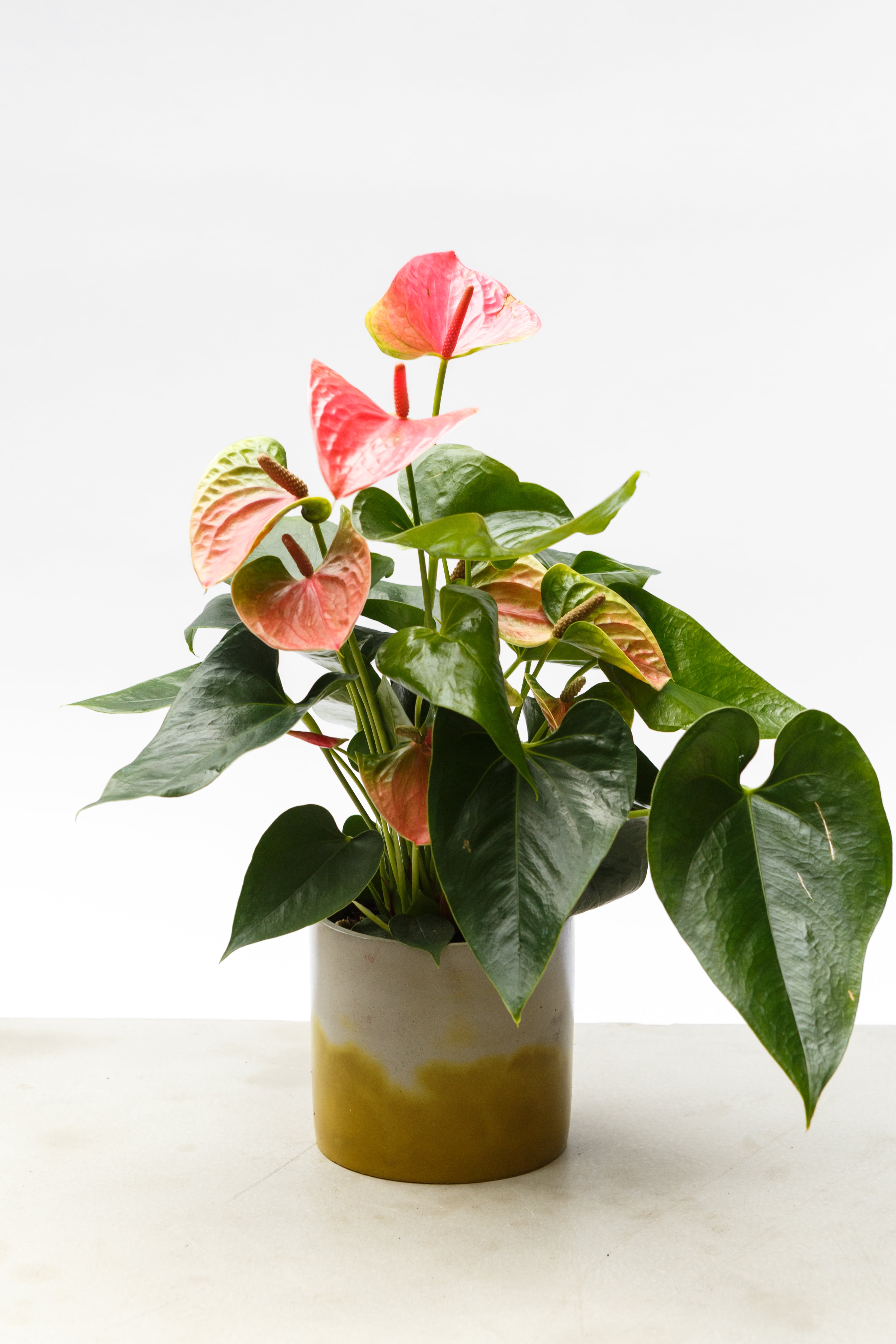 Pot Mustard + Light Grey