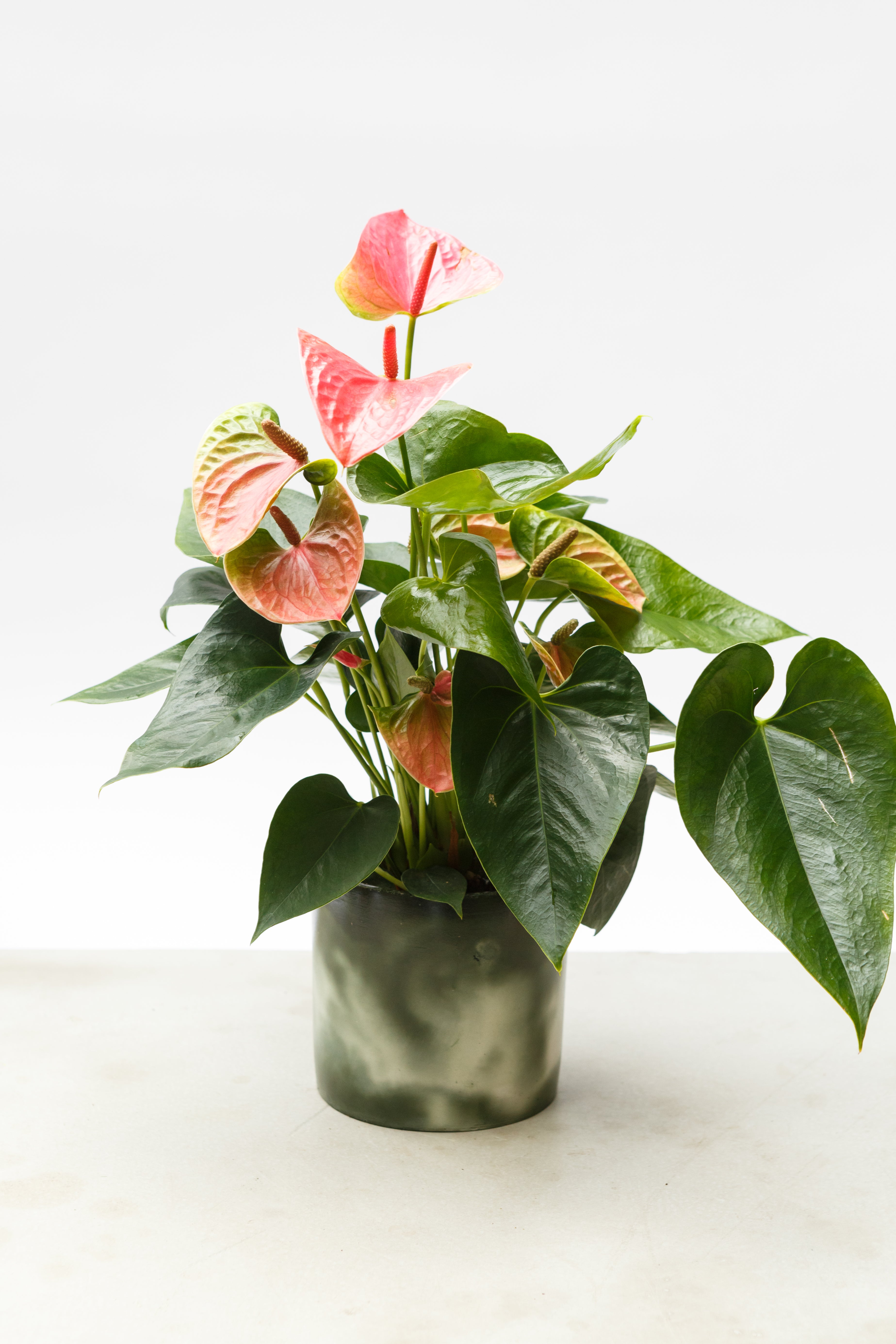 Pot Muddy Green + Off-White