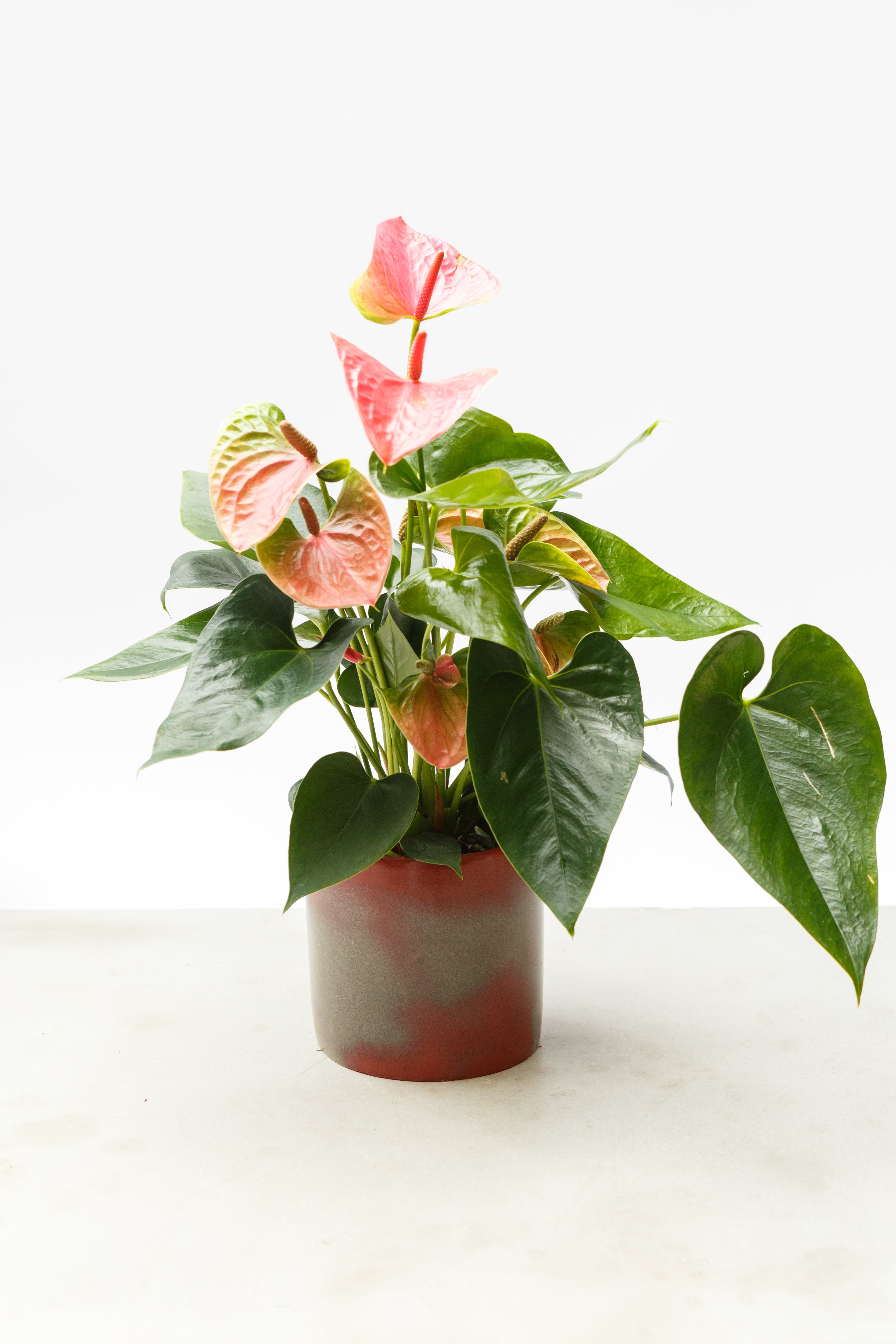 Pot Brick Red + Light Grey