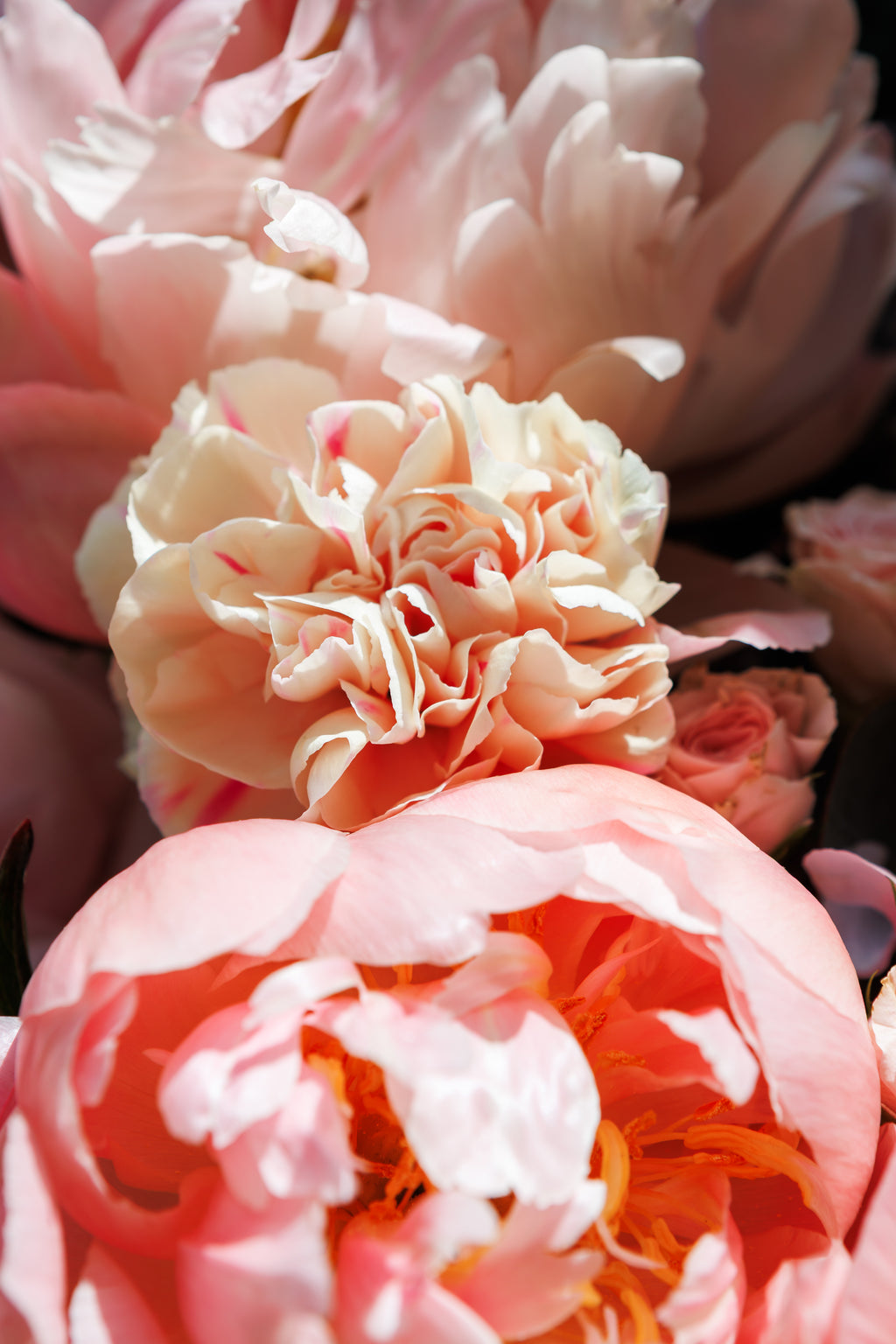 Pink Peony Club