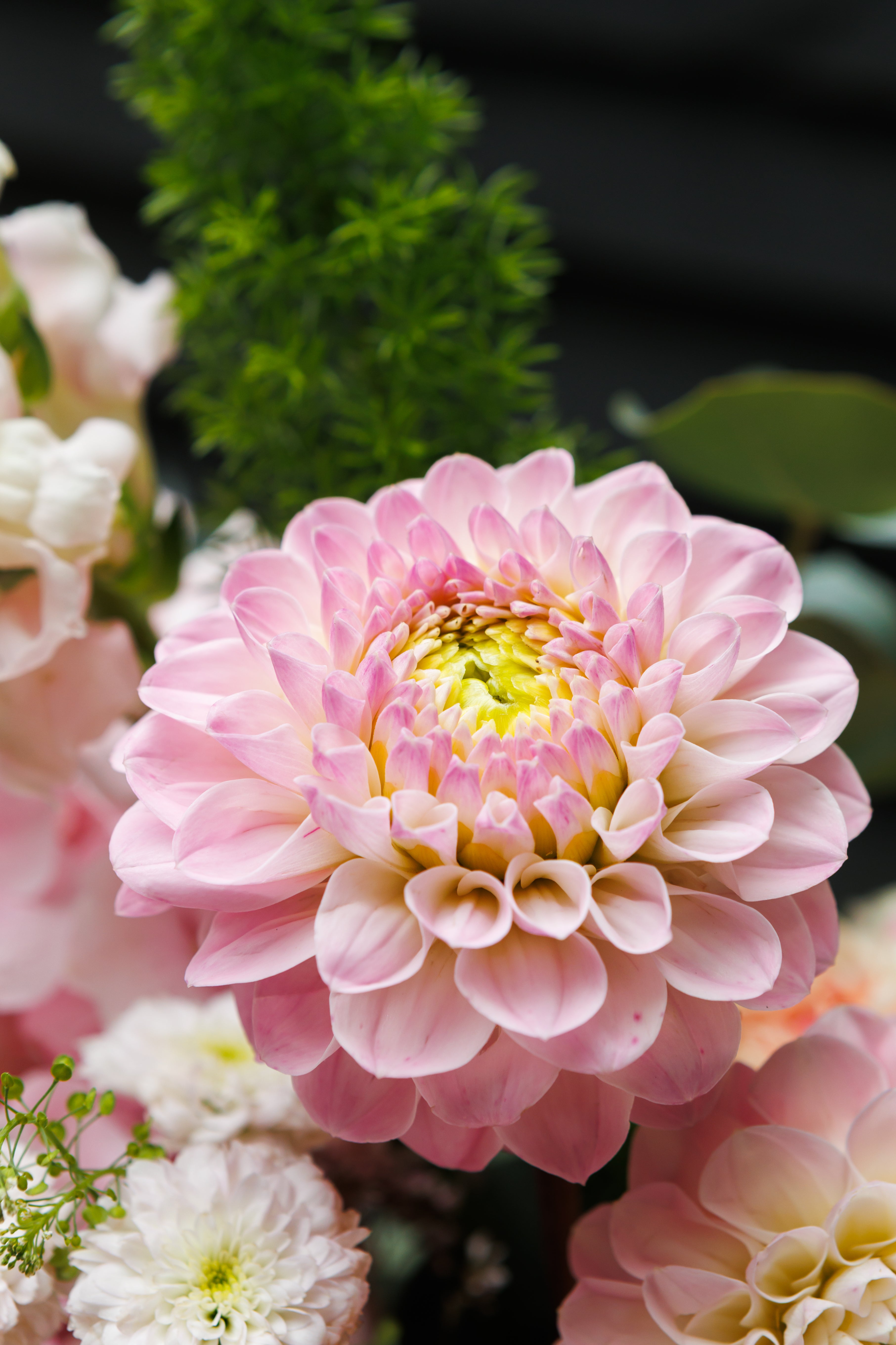 Hey there, Dahlia