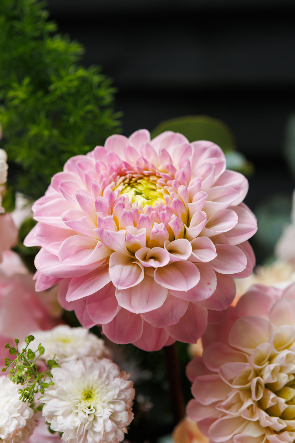 Hey there, Dahlia