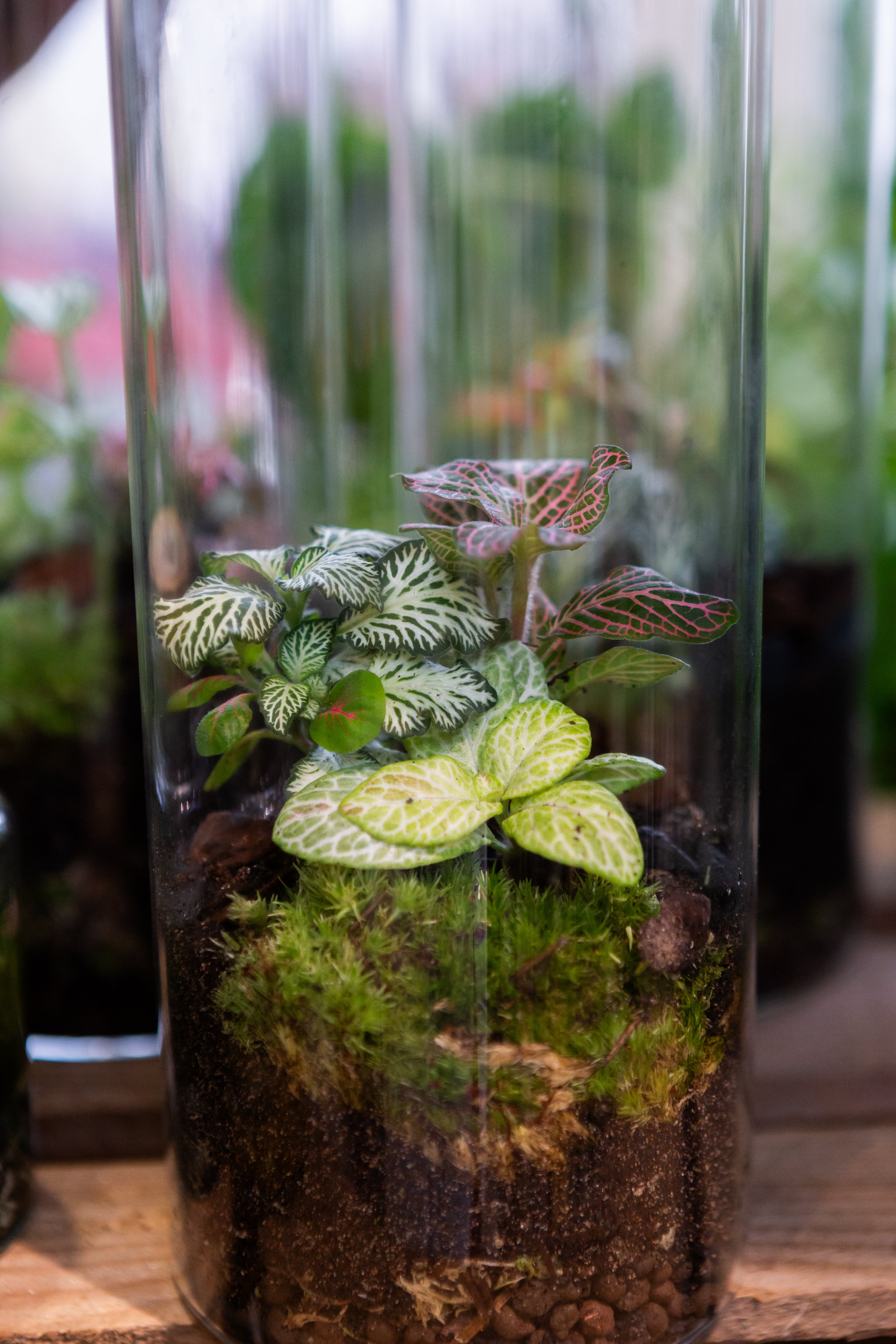Kid's Summer Holiday Terrarium Workshop Ticket Age 10-13 | Slim Jar